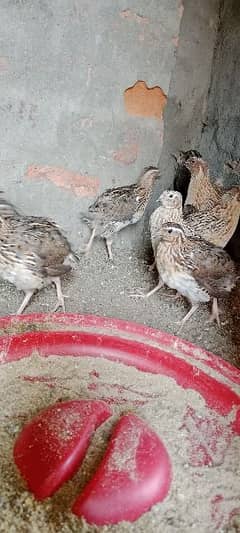 Quail / Batair for Sale 0