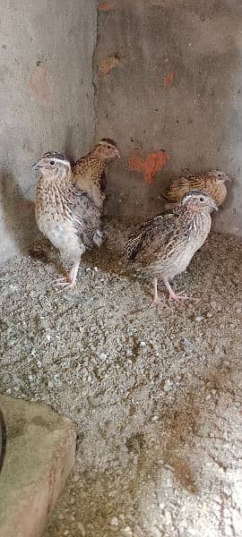 Quail / Batair for Sale 2