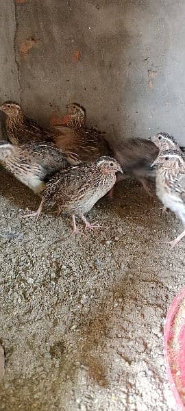 Quail / Batair for Sale 3