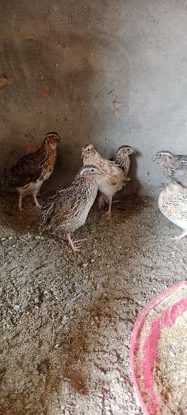 Quail / Batair for Sale 4