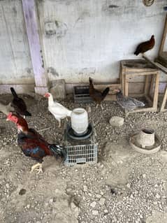 aseel,rod iron red,polish,australorp for sale all with chicks 0