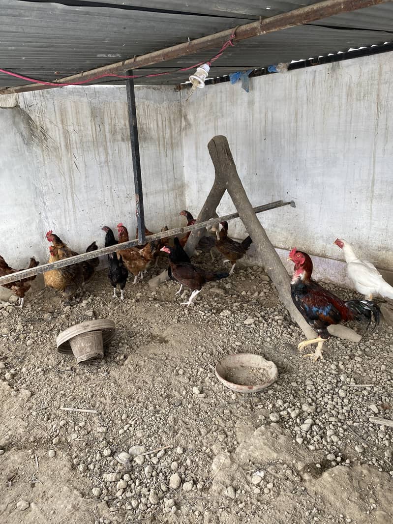 aseel,rod iron red,polish,australorp for sale all with chicks 2