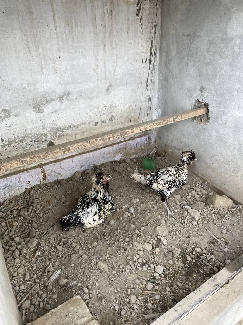 aseel,rod iron red,polish,australorp for sale all with chicks 5