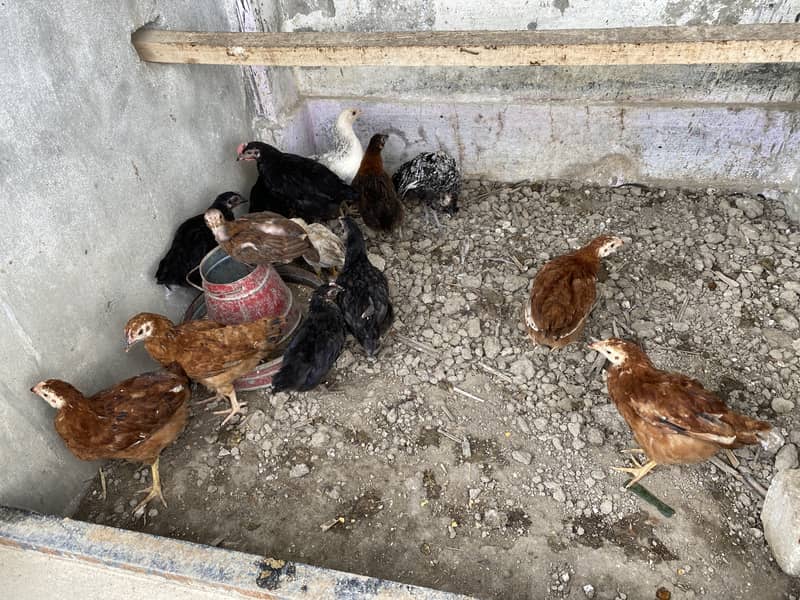 aseel,rod iron red,polish,australorp for sale all with chicks 8