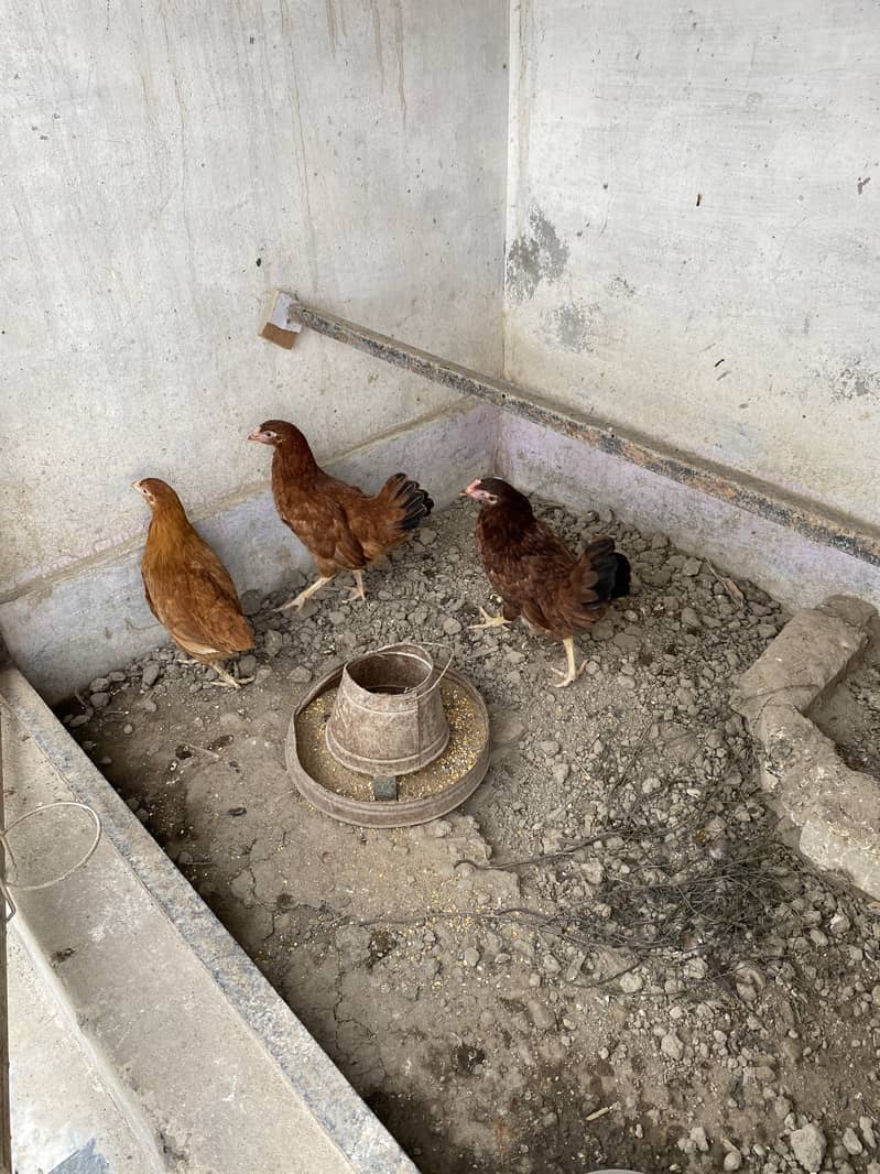 aseel,rod iron red,polish,australorp for sale all with chicks 9