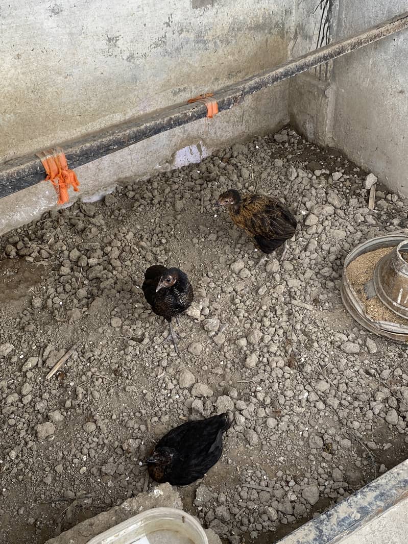 aseel,rod iron red,polish,australorp for sale all with chicks 10