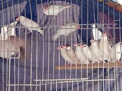 all birds for sell heathy and active 0313_1007111 0