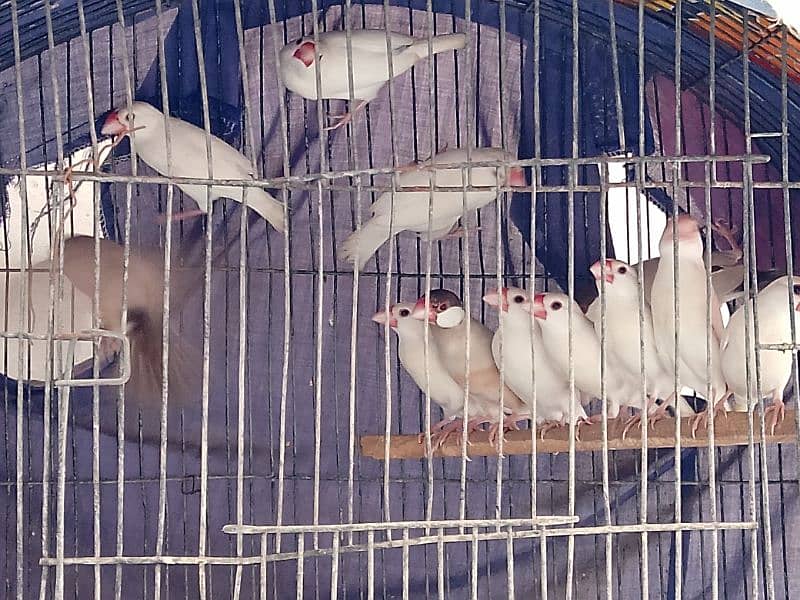 all birds for sell heathy and active 0313_1007111 0