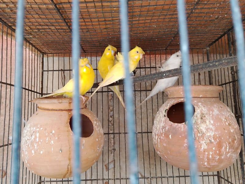 all birds for sell heathy and active 0313_1007111 3