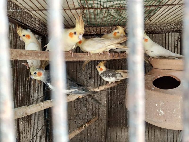 all birds for sell heathy and active 0313_1007111 7