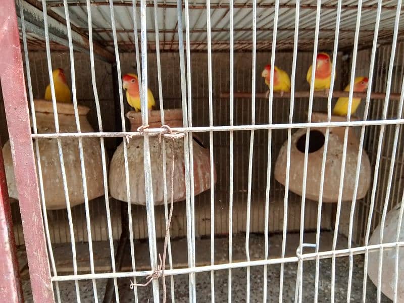 all birds for sell heathy and active 0313_1007111 9