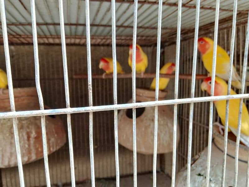 all birds for sell heathy and active 0313_1007111 10