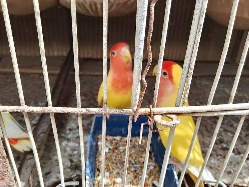 all birds for sell heathy and active 0313_1007111 12