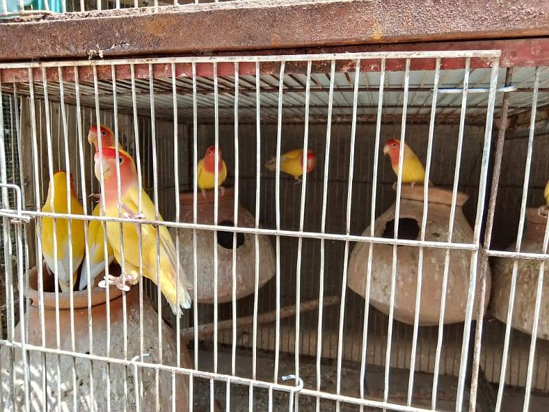 all birds for sell heathy and active 0313_1007111 13