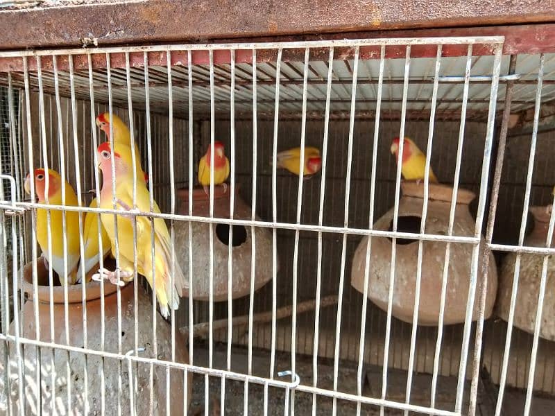 all birds for sell heathy and active 0313_1007111 14