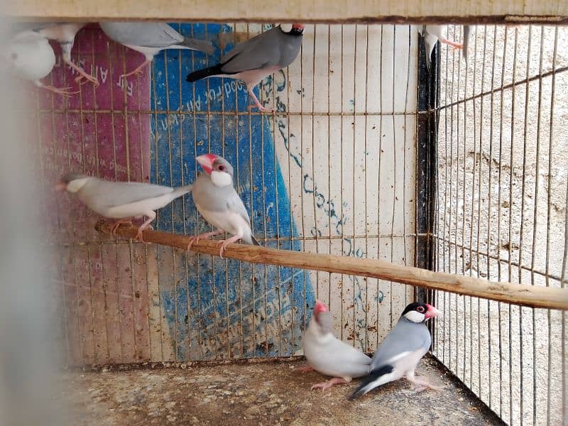 all birds for sell heathy and active 0313_1007111 15