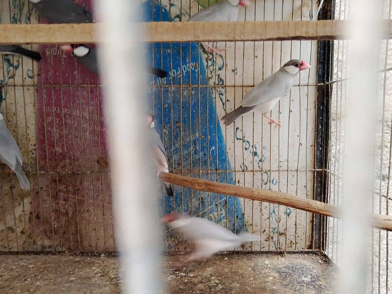 all birds for sell heathy and active 0313_1007111 17