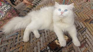 Blue eyes Fully vaccinated persion cat 0