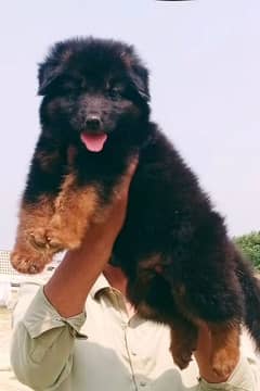 German Shepherd double coat male age 2 month for sale 0