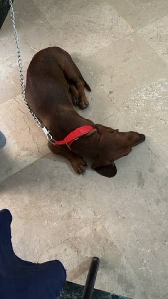 Super Cute Male Dachshund available for rehoming 4