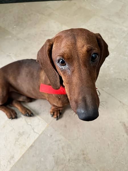 Super Cute Male Dachshund available for rehoming 3