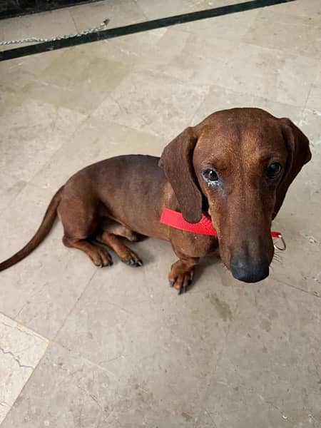 Super Cute Male Dachshund available for rehoming 7