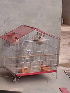 parrot cage