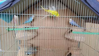 Australian/ Budgies for Sale on Discounted Price.