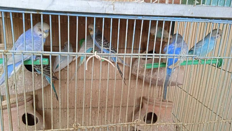 Australian/ Budgies for Sale on Discounted Price. 1