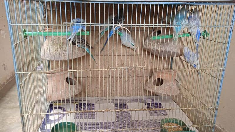 Australian/ Budgies for Sale on Discounted Price. 2