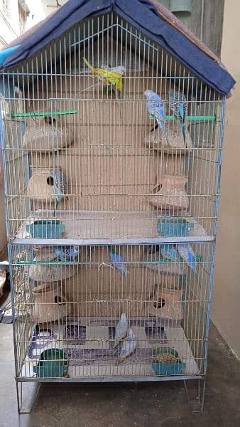 Australian/ Budgies for Sale on Discounted Price. 3