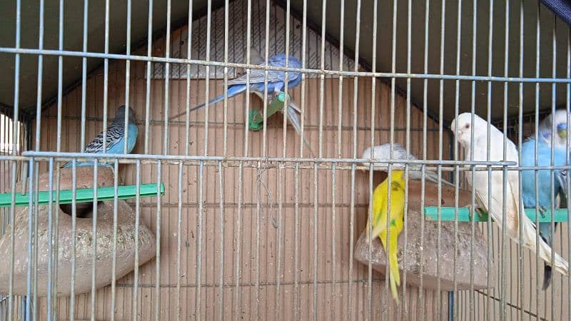 Australian/ Budgies for Sale on Discounted Price. 4