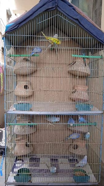 Australian/ Budgies for Sale on Discounted Price. 5