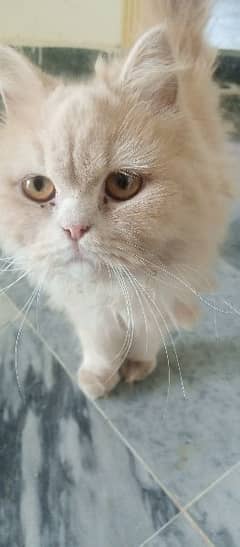 Persian cat