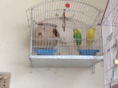 budgies parrot for sale 0