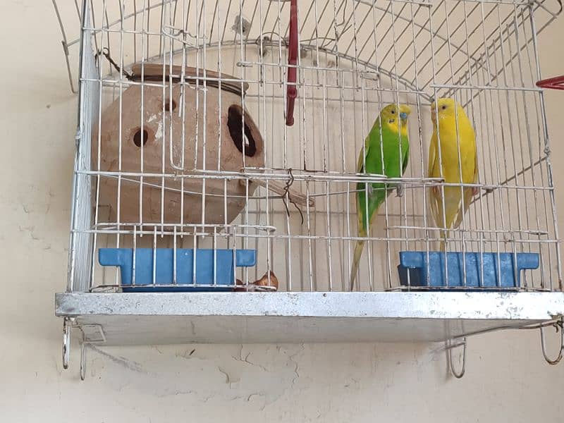 budgies parrot for sale 1