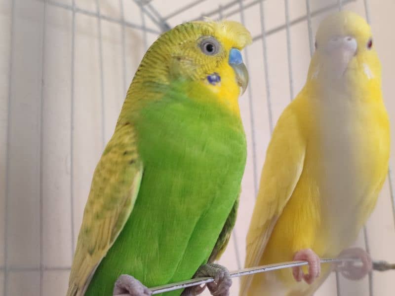 budgies parrot for sale 2