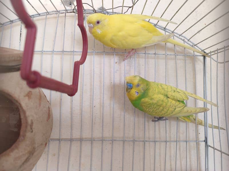 budgies parrot for sale 3