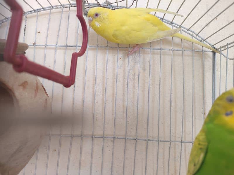 budgies parrot for sale 4