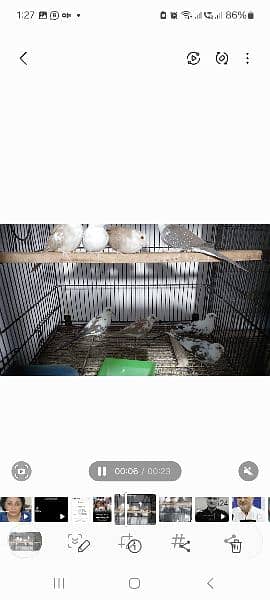 Albino|Cremino|Decino|Pale Fallow|Bird|Dove|Cages| full setup for sale 4