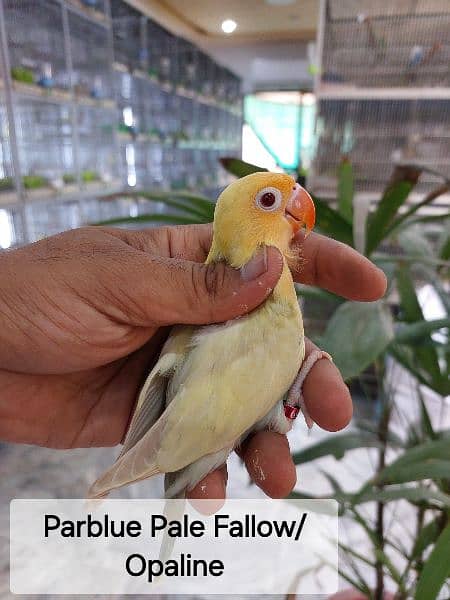 Albino|Cremino|Decino|Pale Fallow|Bird|Dove|Cages| full setup for sale 5