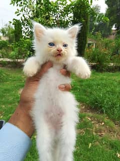 White Pershion Kitten for sale Blue eyes