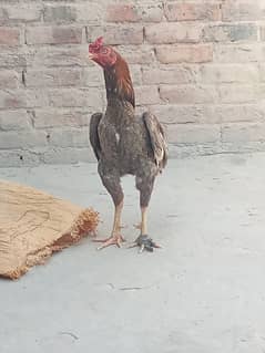 Aseel hens/murgha/chicks for sale