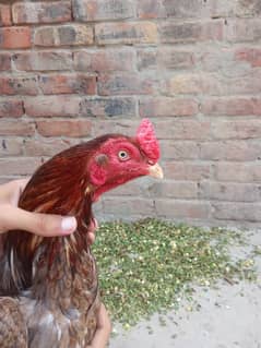 Aseel hens/murgha/03117376672/chicks for sale