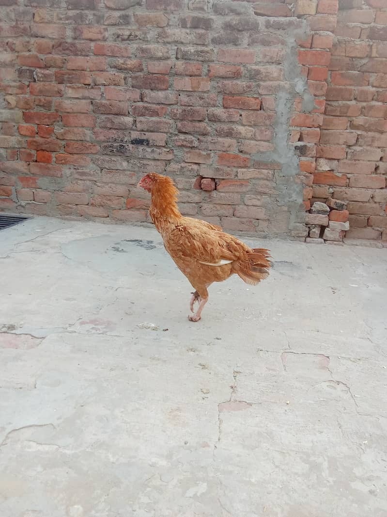 Aseel hens/murgha/03117376672/chicks for sale 2