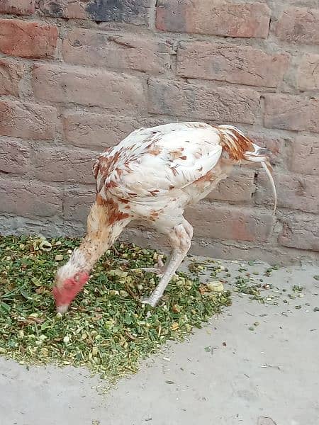 Aseel hens/murgha/03117376672/chicks for sale 5