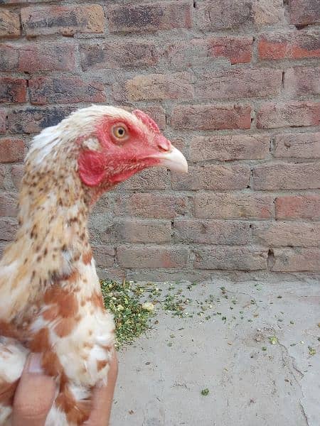 Aseel hens/murgha/03117376672/chicks for sale 6