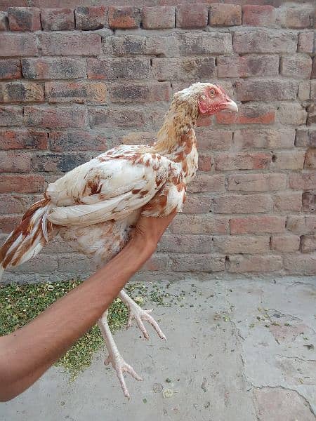 Aseel hens/murgha/03117376672/chicks for sale 7