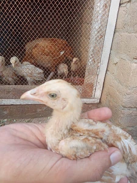 Aseel hens/murgha/03117376672/chicks for sale 8