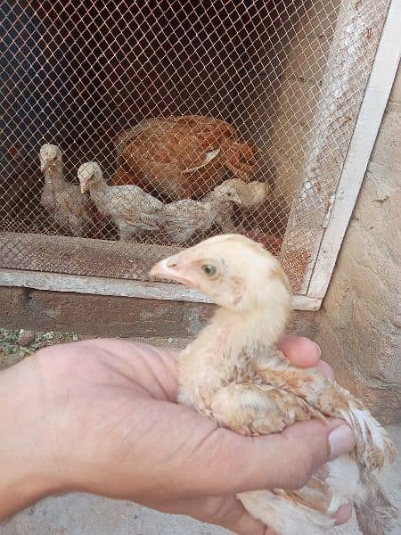 Aseel hens/murgha/03117376672/chicks for sale 9